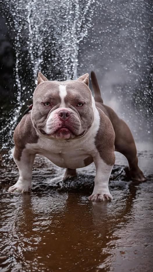 Chinese Bully Co. stud
